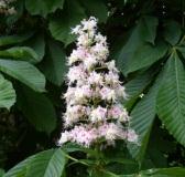 Aesculus hippocastanatum At Kestanesi Nisan-Mayıs Minör Eser Türkiye Anthemis tinctoria L.