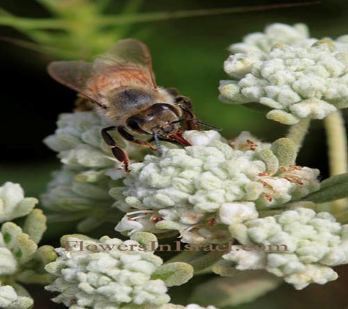 Taxus baccata L. Porsuk Nisan-Mayıs Eser Yok Artvin, Bolu, Denizli, Hatay, İçel, İstanbul, Kastamonu, Kırklareli, Kütahya Teucrium polium L.