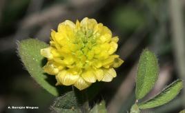 Trifolium campestre SCHREB.