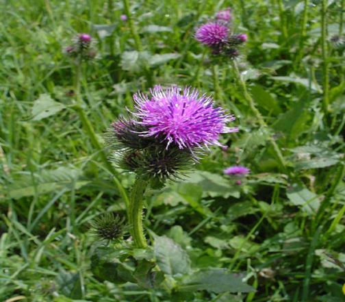 Kocaeli, Mardin, Muğla, Şanlıurfa Cirsium arvense (L.) SCOP.