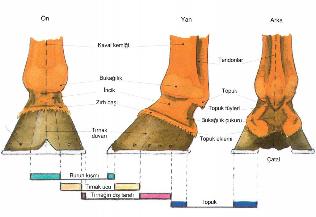 3 AYAK Eski bir atasözü vardır. Ayak yoksa, at yoktur. Atın ayağının bakımını yapabilmek için ilk olarak atımızın ayağını tanımalıyız.