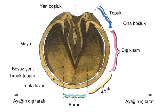 3 AYAKLARIN VE BACAKLARIN BAKIMI Atınızın eyeri ve başlığı çıkarıldıktan sonra tam bir tımar yapılır. Böylece, atınızın ayaklarını ve bacaklarını kontrol etmiş olursunuz.