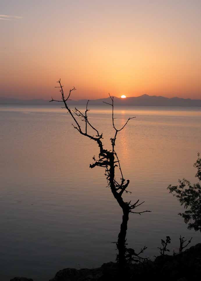 AŞK VE AĞAÇ Toprağın derinliklerindeki tohum, aşkla, aşktan yarılır. Kabuğu aşan aşk, aşkla gün ışığına çıkar. Güneşe doğru yükselirken, aşkla toprağın derinliklerine uzanır.