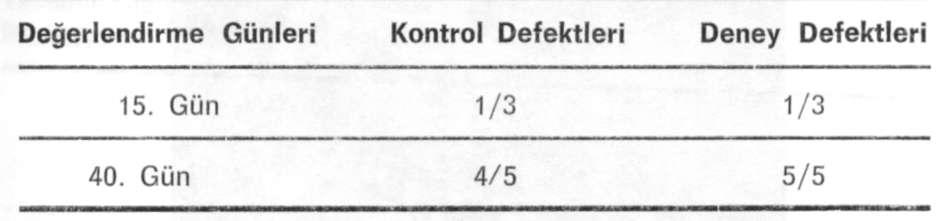 HİDROKSİLAPATİT KEMİK DEFEKT İYİLEŞMESİ Şekil 10 : Deney grubunda 40. günde kemi!: yüksekliğinin defekt açılmadan önceki seviyeye kadar ulaştığı izlenmektedir (X).