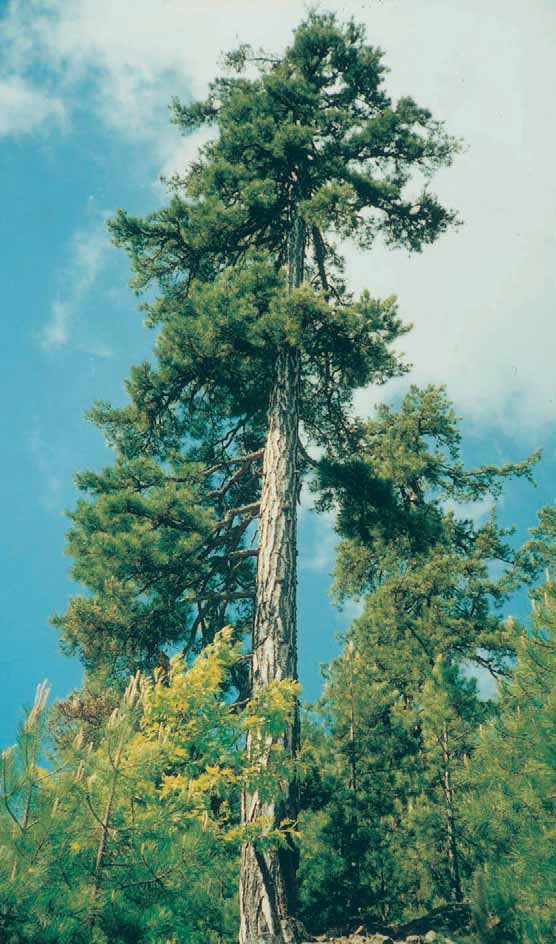 KARAÇAM Pinus nigra Arnold. (Pinaceae) Ülkemizin hemen hemen her bölgesinde görülür. Coğrafi olarak geniş yayılışa sahip çam türü olan karaçam ülkemizde 400-2100 m yüksel ti ler de yer alır.