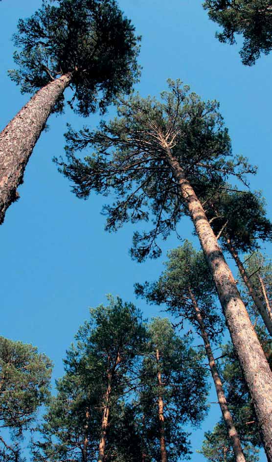 SARIÇAM Pinus silvestris L. (Pinaceae) Tür ki ye ve dün ya da ki en gü ney sı nı rı Kay se ri-pı nar ba şı nda dır.
