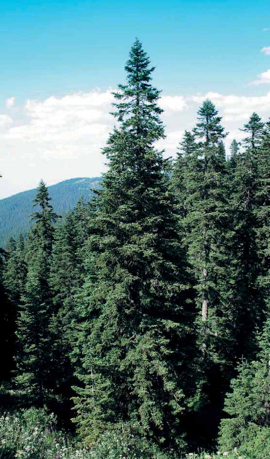 GÖKNAR Abies sp. (Pinaceae) Ülkemizde 4 türü vardır: Abi es nord mann i ana Link. (Do ğu Ka ra de niz Gök na rı) Abies bornmülleriana Mattf. (Ulu dağ Gök na rı) Abi es equ it ro ja ni Aschers.