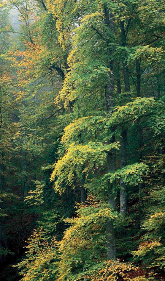 KAYIN Fagus sp. L.