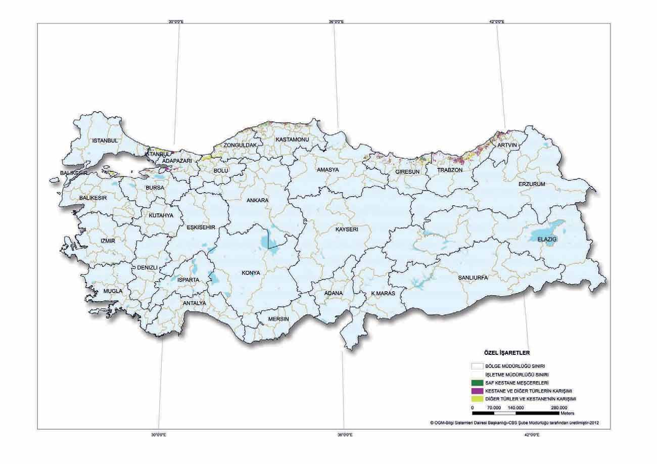 ANADOLU KESTANESİ