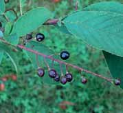 ) Hed ge and Yalt) Türkiye da yayılış gösteren Fagaceae familyasının bir cinsi olan meşele rin yak la şık 30 tü rü nün mey ve le ri bir ay rım ya pıl mak sı zın pa la mut olarak adlandırılmaktadır.