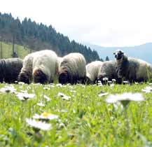 Yağmur, kar, soğuk hava, besin bulma sıkıntısı gibi nedenlerle koyun, inek ve keçilerinin bakımının zor olduğu kış mevsimini geride bırakan hayvan besleyenler ve çobanlar, yaylalara göçüyor.