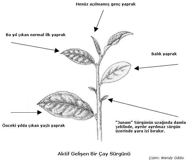 Çay aktif gelişme zamanında (fışkırma döneminde) yukarıda sadece bir tomurcuk uyanıktır.