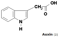 Auxin hormonu: Yunanca da büyüme anlamında ki auxein kelimesin den türeyen bir terimdir auxin. Kimyasal adı İndol 3 asetikasit dir (IAA) kapalı formülü C10H9NO2 dir.