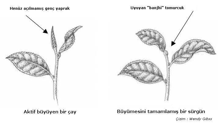 Heterooksin olarak da tanımlanan en önemli doğal oksin grubuna dahil büyüme uyarıcı bitkisel hormondur.