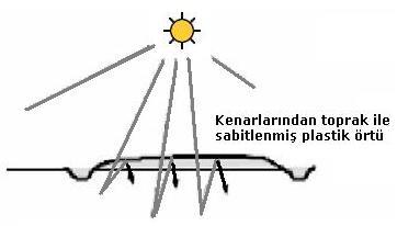 Ticari aşama Sonuncu budama oluşumundan sonra bu aşama başlar ve çayın zinde (güçlü) geliştiği uzunca bir süre için devam eder (genellikle 12 yıl).