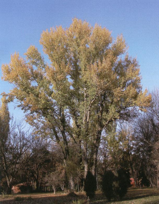 Akkavak Populus Alba