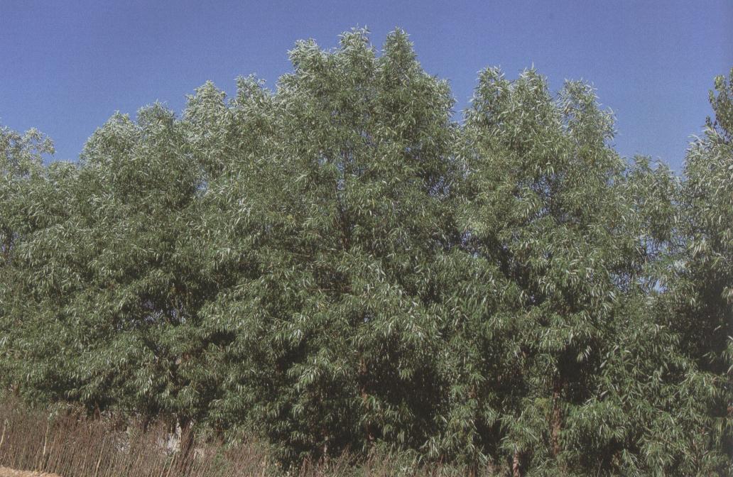 Acem söğüdü Salix acmophylla (5-6m,