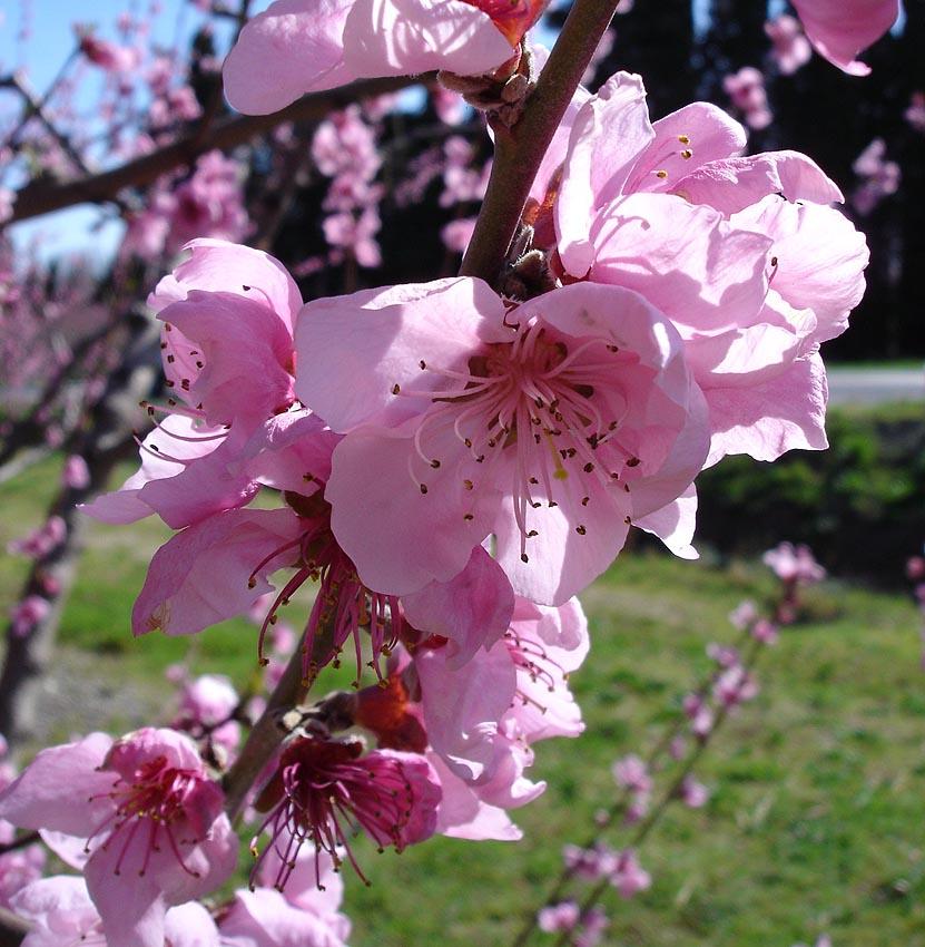 Prunus