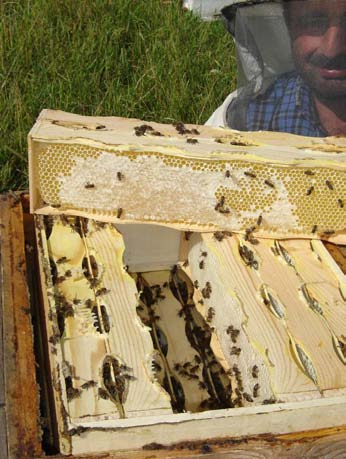 2006-2007 kışında Artvin de organik bal üretiminin dışındaki arıcıların işletmelerinde %50 nin üzerinde koloni ölümleri olduğu halde, kendi ana arılarını üretmiş işletmelerde ölüm oranı %8 olmuştur.