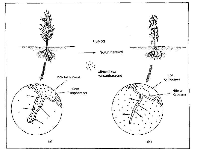 Şekil 2-2:Topraktaki tuz suyun ozmozla hareketini belirleyen en önemli faktördür. a. Hücreler sodyum tuzlarını atarak potasyum tuzlarını emmektedir.