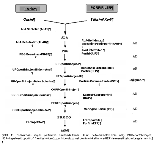 3. KAÇ TİP PORFİRİ VARDIR? Yukarıda söz edilen üç tip akut porfiri de dahil olmak üzere toplam yedi ana porfiri tipi mevcuttur. Diğerlerinin çoğu yalnızca deriyi etkiler.