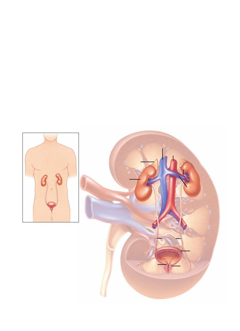 Böbreklerin ĠĢlevi Böbrekler, kaburga kafesinin alt kısmında arkaya doğru, vücudunuzun her iki tarafında yer almaktadır. Böbrekler, tampon ve koruma görevi yapan yağ dokusu ile çevrilidir.