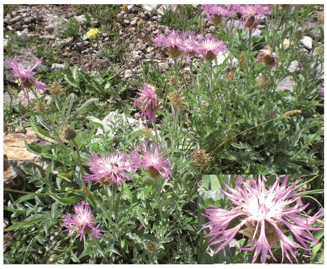 Türkiye de Yetişen Psephellus pulcherrimus (syn: Centaurea pulcherrima var.