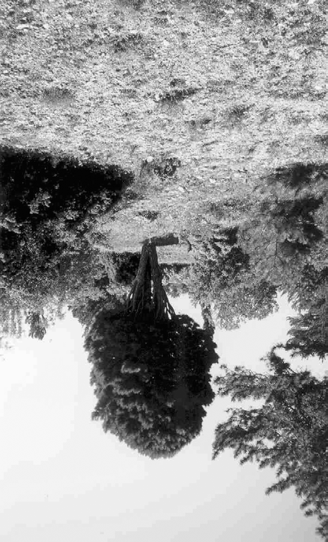 Nesli Tehlikedeki Ağaç: Ehrami Karaçam Foto 5. Sahada bulunan ve diğer bir endemik karaçam varyetesi olan Ebe Karaçam.