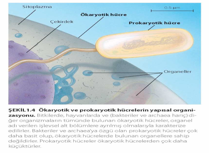 Prokaryot ve