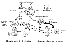 Stem Hücre Naklinden Sonra Görülen Graft-versus-Host Hastal KANSU E. fiekil 1. GVHH n n Fizyopatolojisinde Rol Oynayan Evrelerin fiematik Görünümü (Kaynak no. 3 den al nm flt r). s ralanabilir : a.