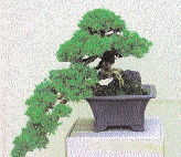 Bazı durumlarda gövde kendine sarılırcasına kıvrılmıştır. Pinus thunbergii Cascade (Kengai)- Semi Cascade (Han-Kengai) Bonsai de en zor formdur.