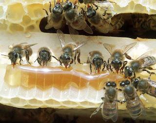 Bal alındıktan sonra 15 20 gün arılara polen yogunlukta besleme yapılmalı ki ana arının yumurtlaması sağlanır.