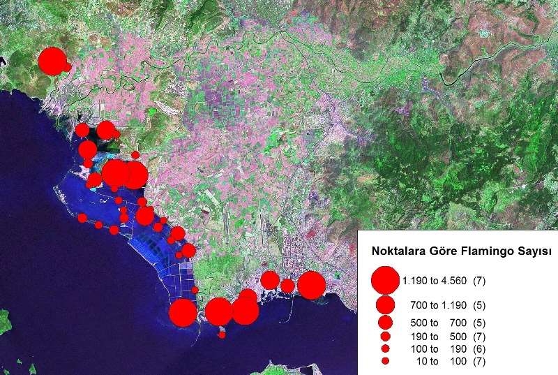 ağzına yakın bölgeler ve sazlıklar civarındaki sığ alanlar da Flamingo sayısının yüksek olduğu noktalardır. Şekil 3.4.