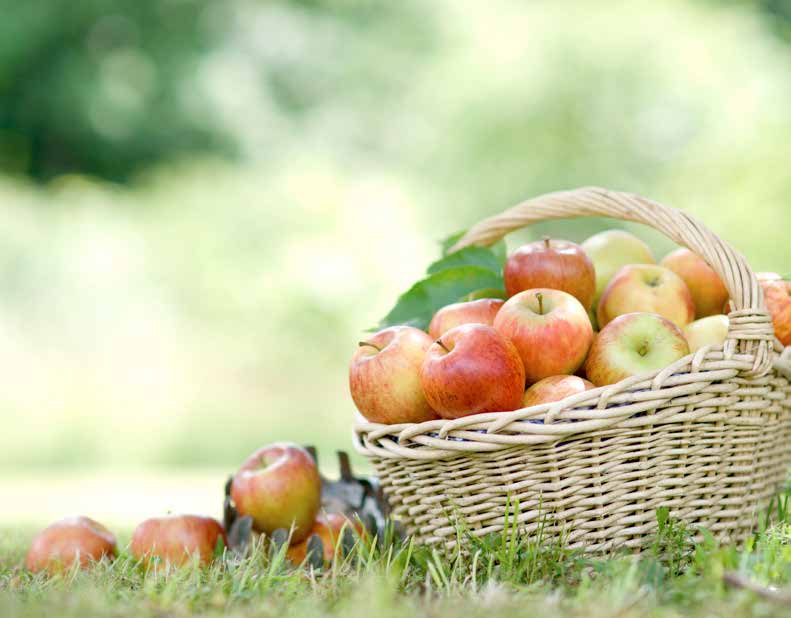 SAĞLIKLI BESLENME 10 OCAK 2013 11 Elma İçinde birçok vitamin ve mineral bulunduran ve en kolay bulunabilen meyvelerden biridir elma.