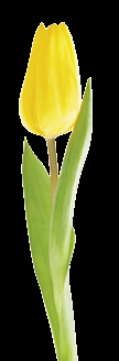 Thinking that the gift from his Turkish counterpart is food, the tradesman cooked one of the tulip bulbs and ate it while he planted the rest in his garden.