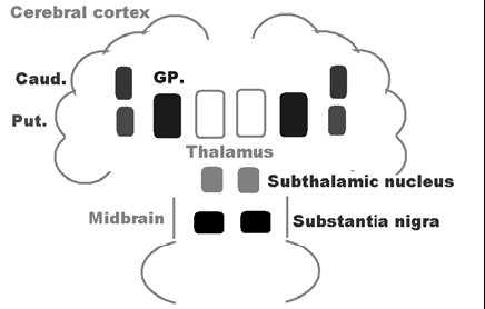Bazal ganglionların Başlıca bağlantı ve yolları: 1: Nigro-striyatal yol (Dopamin) Subtansiya nigra striatuma dopaminerjik lifler gönderir.