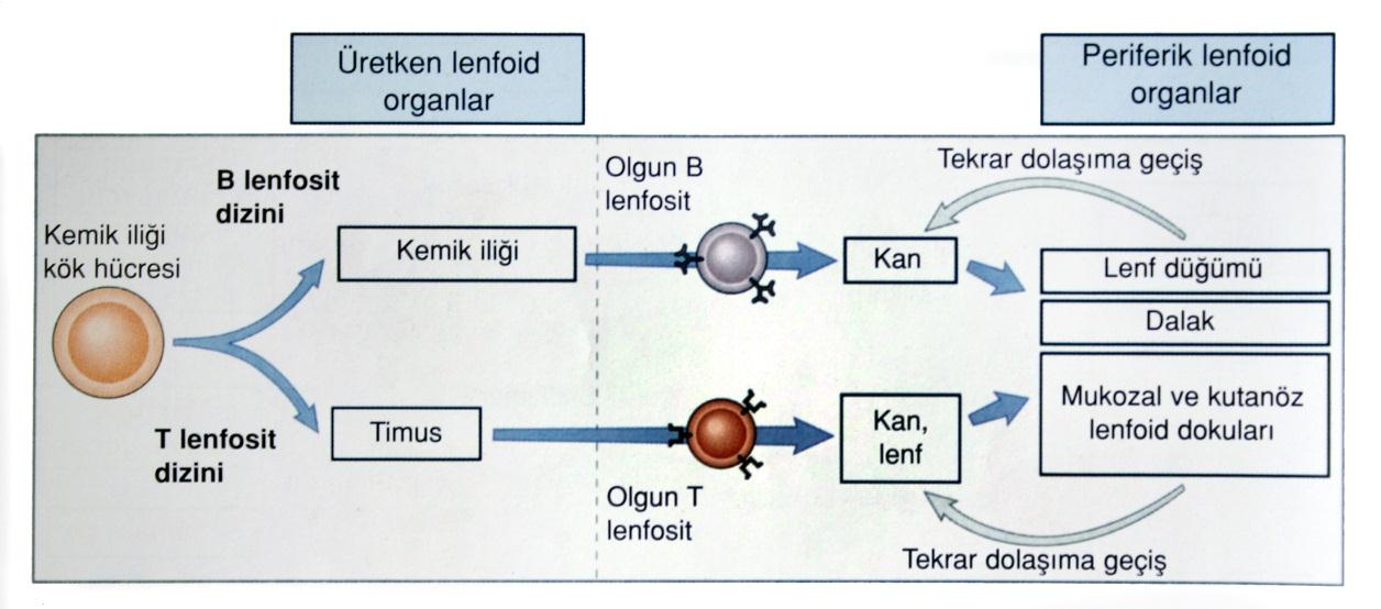 kompleks biyolojik yanıtlara neden olurlar (1, 74). Dolaşımdaki lenfositlerin dokuya geçişleri kapillerlerin HEV (High Endotelial Venules) adı verilen özel bölgelerinden olur.