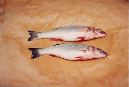 Şekil 4.1. Levrek balığında vibriosis vakasında ağız çevresi, operkulum ve yüzgeçlerde hemorajiler Şekil 4.2. Levrek balığında vibriosis vakasında barsaklarda açık renkli sıvı birikimi Çizelge 4.1. Aralık ayında hasta levrek balıklarının iç organlarından izole edilen toplam bakteri sayısı (log kob/g) Numuneler Karaciğer Böbrek Dalak Solungaç Levrek balığı 6.