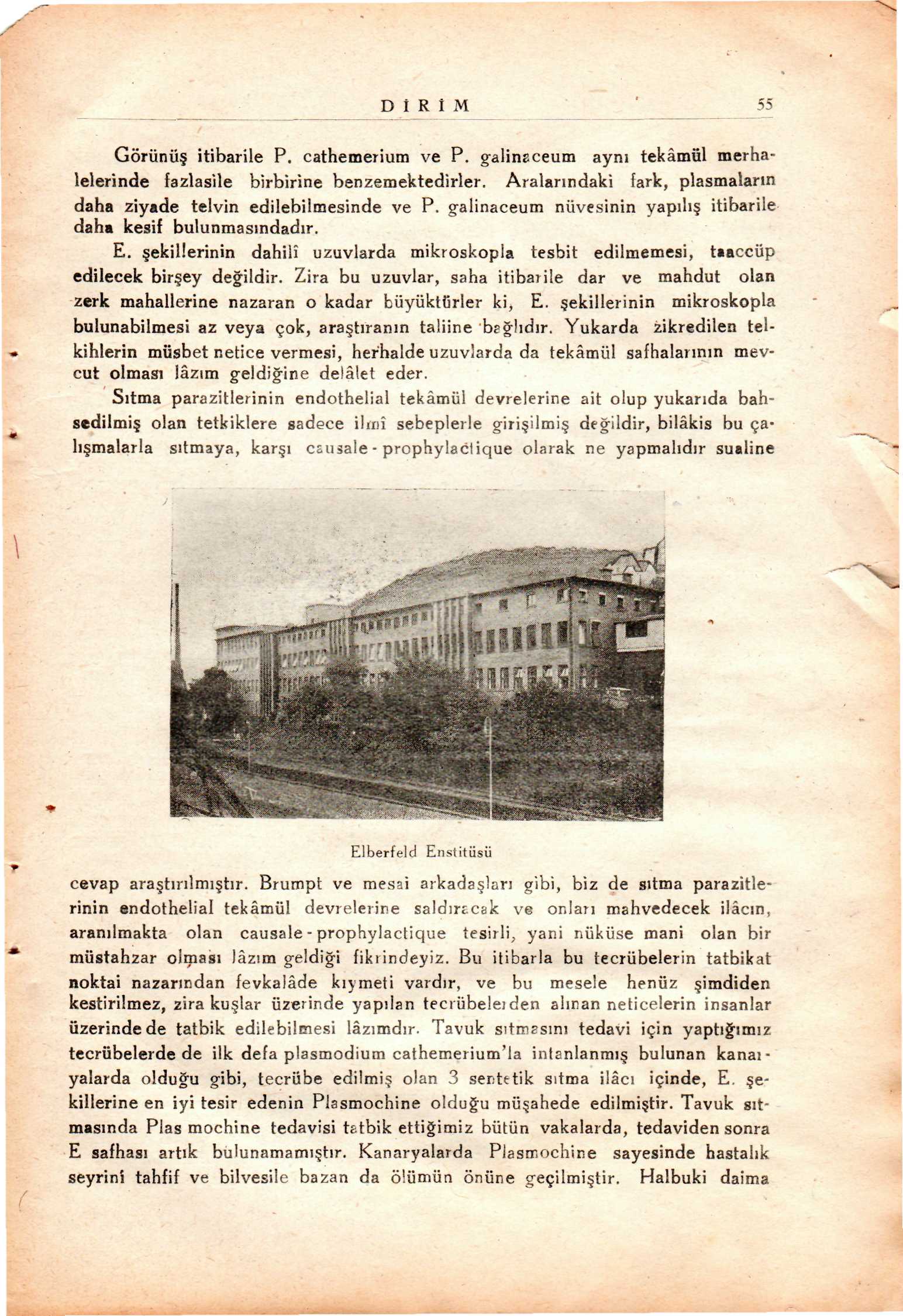 D R M 55 Görünü itibarile P. cathemerium ve P. galinaceum aynı tekâmül merhalelerinde fazlasile birbirine benzemektedirler. Aralarındaki fark, plasmaların daha ziyade telvin edilebilmesinde ve P.