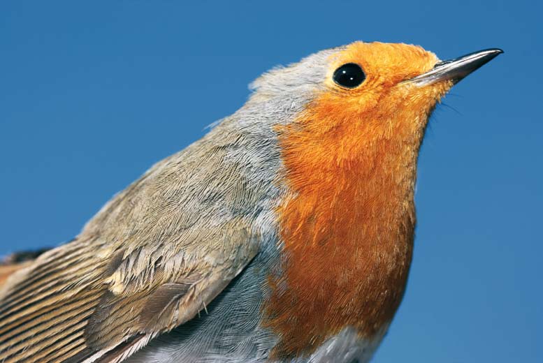 Güzel görünümü ve sesiyle dikkate değer bir tür olan kızılgerdan (Erithacus rubecula), Türkiye nin neredeyse tamamında bahçe ve parklarda boy gösteriyor.