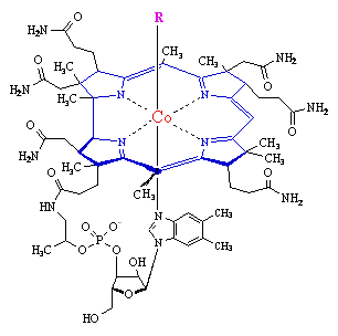 a- Korin adı verilen 4 pirol halkasından oluşan çekirdek b- Çekirdeğe bağlı nükleotid grubu c- Çekirdekteki cobalt atomuna bağlı grup