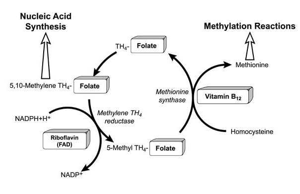 actieve vorm inactieve vorm: voldoende B 12 nodig! Methionin sentaz, metiltetrahidrofolat tan homosistein e metil transfer ederek methionin tetrahidrofolat oluşmasına neden olur.