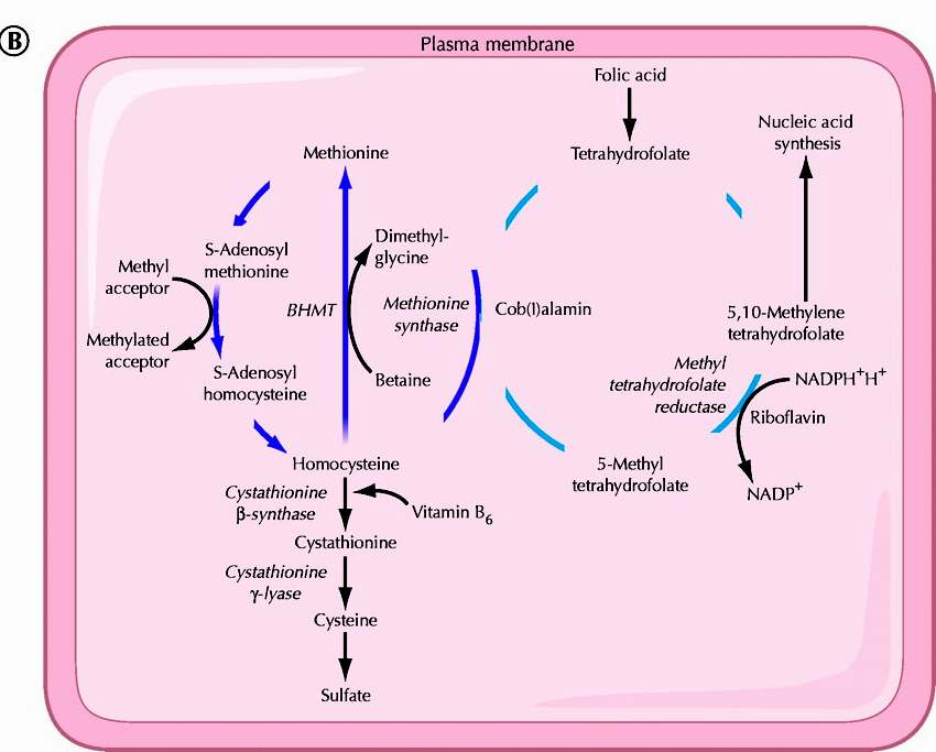 Metabolize olduktan sonra, kobalamin çoğu biyokimyasal reaksiyonlarda (DNA sentezi,homosistei