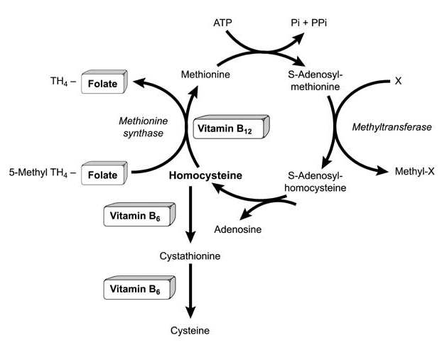 Nörolojik Bozukluklar Vitamin B12 eksikliğine bağlı nörolojik bozuklukların nasıl oluştuğu teorisi: Yaşlılarda Vitamin B12 Eksikliğinin Klinik Bulguları 1-Vitamin B 12 eksikliği, metiyoninin S-