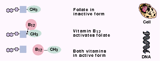 Hematolojik Bozukluklar Yaşlılarda Vitamin B12 Eksikliğinin Klinik Bulguları Vitamin B12(metilkobalamin formu), DNA yapımında gerekli folat formunu üretir.