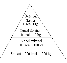 Solunum Fotosentez 1. Tüm canlılarda görülür 1. Klorofil taşıyan canlılarda görülür 2. Her an gerçekleşir 2. Işıklı ortamda gerçekleşir 3. Besin ve oksijene ihtiyaç vardır 3.