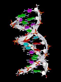 Aminoasit dizilimi, bir gende, DNA bazlı dizilim olarak kodlanır.