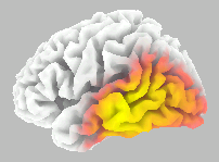 Input areas: P1N1 Visual Input N1P2 Auditory Novelty P1N1 vtl left Association areas P1N1 vtr right Association areas blue: client/red: database/black: difference (significance) Brodmann area 19