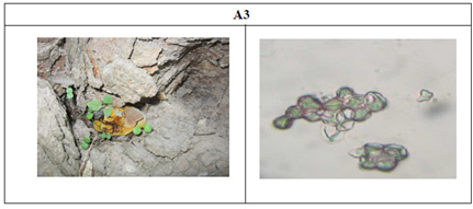 Studies on Production of Laccase