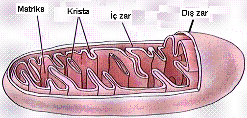 2. Trikarboksilik asit döngüsü TCA mitekondrinin